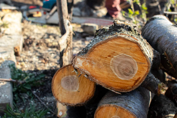 Best Storm Damage Tree Cleanup  in Hampden Sydney, VA